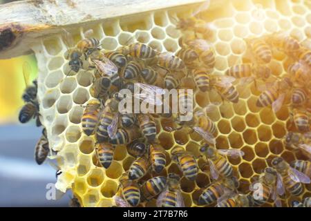 The beekeeper shows the queen bee in a nesting frame among the bees. Agricultural concept. Stock Photo