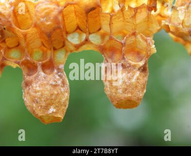 Not closed queen cell honeybee close up Stock Photo