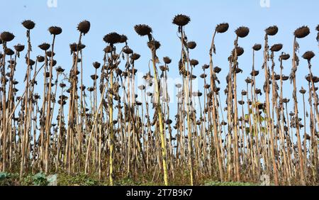 In late summer sunflower ripened on the farm field Stock Photo