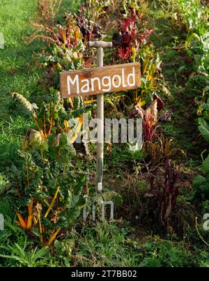Berlin, Germany. 13th Nov, 2023. 13.11.2023, Berlin. A sign made from a digging fork stands on the site of an organic farming project and marks a bed of chard. Organic vegetables are grown here and sold in the farm store. Credit: Wolfram Steinberg/dpa Credit: Wolfram Steinberg/dpa/Alamy Live News Stock Photo