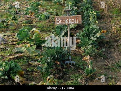 Berlin, Germany. 13th Nov, 2023. 13.11.2023, Berlin. On the grounds of an organic farming project stands a sign made from a digging fork, marking a bed of broccoli. Organic vegetables are grown here and sold in the farm store. Credit: Wolfram Steinberg/dpa Credit: Wolfram Steinberg/dpa/Alamy Live News Stock Photo