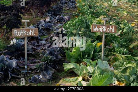 Berlin, Germany. 13th Nov, 2023. 13.11.2023, Berlin. Two signs made from digging forks stand on the site of an organic farming project, marking a bed of white cabbage and one of red cabbage. Organic vegetables are grown here and sold in the farm store. Credit: Wolfram Steinberg/dpa Credit: Wolfram Steinberg/dpa/Alamy Live News Stock Photo