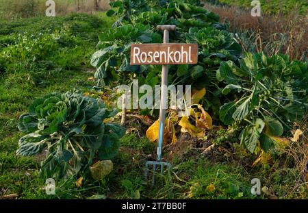 Berlin, Germany. 13th Nov, 2023. 13.11.2023, Berlin. On the grounds of an organic farming project stands a sign made from a digging fork, marking a bed of Brussels sprouts. Organic vegetables are grown here and sold in the farm store. Credit: Wolfram Steinberg/dpa Credit: Wolfram Steinberg/dpa/Alamy Live News Stock Photo