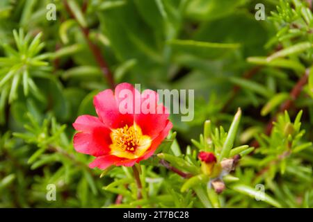 Portulaca grandiflora is a plant in the purslane family Portulacaceae.  It has many names, including rose moss, eleven o'clock, Mexican rose, sun rose Stock Photo