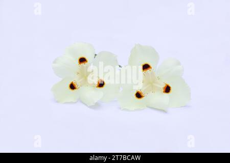 Africans iris, Dietes bicolor on white background Stock Photo