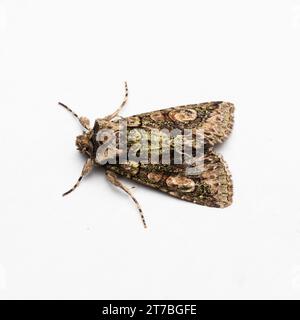Allophyes oxyacanthae, the Green-brindled Crescent moth, resting on a white background. Stock Photo