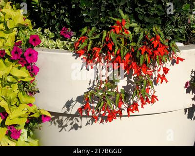 Red begonias in a flowerpot in the region Somme in France Stock Photo