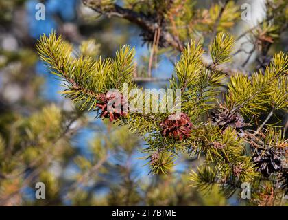 Close up of Jack Pine (Pinus banksiana) branch and cones growing in the Chippewa National Forest, northern Minnesota USA Stock Photo