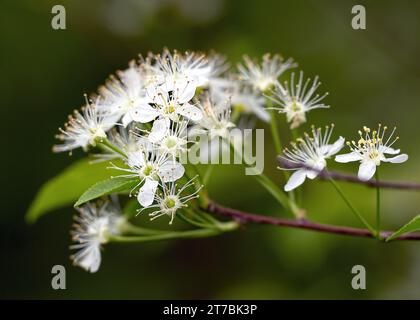 Close up of a Pin Cherry (Prunus pensylvanica) white blossom. Nice bokeh background. Growing in the Chippewa National Forest, northern Minnesota USA Stock Photo