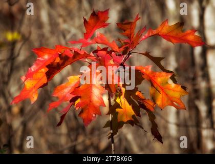 Close up of sun kissed Red Oak (Quercus rubra) colorful autumn leaves growing  in the Chippewa National Forest, northern Minnesota USA Stock Photo