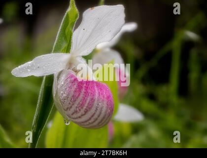 Close up of a Show Lady Slipper (Cypripedium reginae) wildflower pink and white blossom growing in the Chippewa National Forest, northern Minnesota Stock Photo