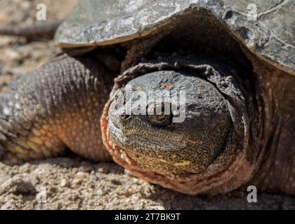 Close up of a Snapping Turtle (Chelydra serpentina) basking in the Chippewa National Forest, northern Minnesota USA sunny day. Stock Photo