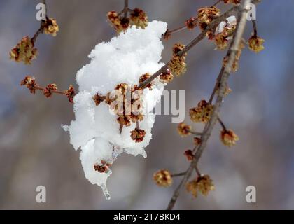 Close up of a Silver Maple (Acer saccharinum) springs snow covered branch with flowering buds growing in in northern Minnesota USA Stock Photo