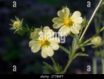 Closeup of Sulphur Cinquefoil (Potentilla recta) wildflower with yellow blossoms growing in the Chippewa National Forest, northern Minnesota USA Stock Photo