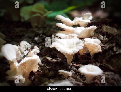 Close up of Angel Wings (Pleurocybella porrigens) white mushrooms growing on rotting log in the Chippewa National Forest, northern Minnesota USA Stock Photo
