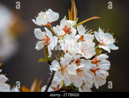 Close up of a Wild plum (Prunus americana) white blossom with nice bokeh background growing in the Chippewa National Forest, northern Minnesota USA Stock Photo