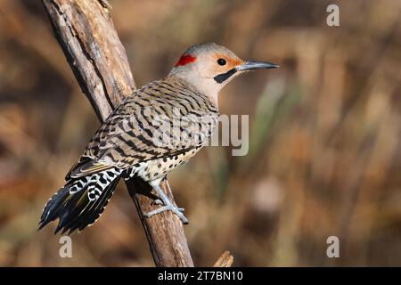 Male yellow shafted flicker during fall migration Stock Photo