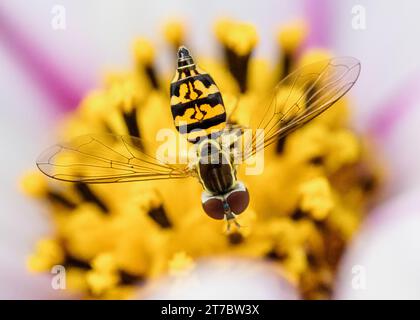 Macro shot of a hoverfly on a flower in the garden Stock Photo