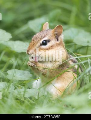 Eastern Chipmunk in grass washing its hands with the tongue Stock Photo