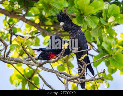 Two Red-tailed Black-Cockatoos (Calyptorhynchus banksii) perched on a tree. Queensland, Australia. Stock Photo