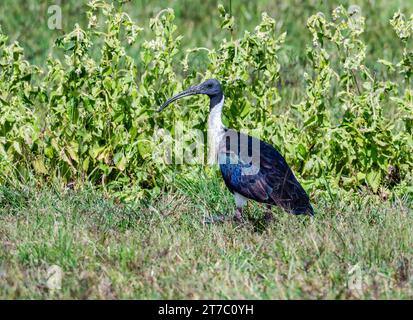 A Straw-necked Ibis (Threskiornis spinicollis) standing in the bushes. Queensland, Australia. Stock Photo