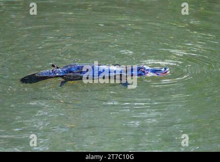 A Platypus (Ornithorhynchus anatinus) swimming in a river. Queensland, Australia. Stock Photo