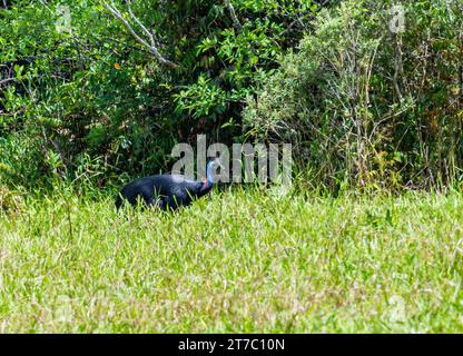 An endangered Southern Cassowary (Casuarius casuarius) walking on edge of forest. Queensland, Australia. Stock Photo