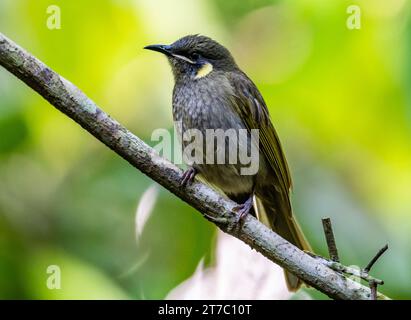 A Lewin's Honeyeater (Meliphaga lewinii) perched on a banch. Queensland, Australia. Stock Photo