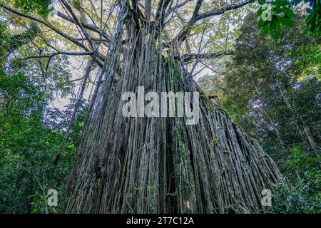 Massive root system of a giant Green Strangler fig (Ficus virens) tree at the Curtain Fig National Park, Queensland, Australia. Stock Photo