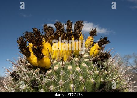 Yellow Blossoms on Barrel Cactus after rain in Saguaro National Park Stock Photo