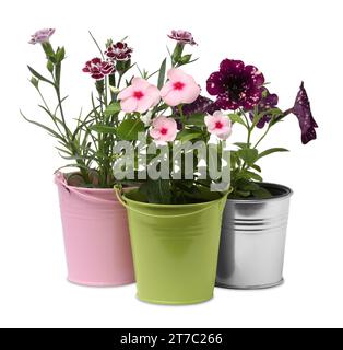 Beautiful flowers in different pots isolated on white Stock Photo