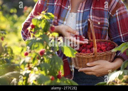 Woman holding wicker basket with ripe raspberries outdoors, closeup Stock Photo