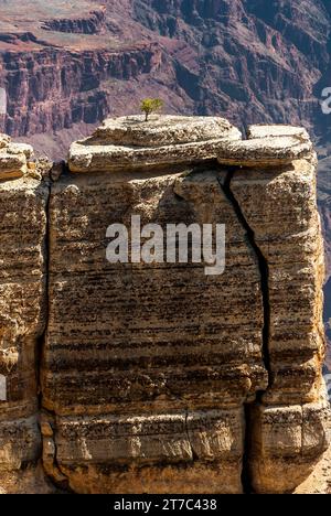 Tree, Single, Hermits rest route, Grand Canyon National Park, South Rim ...