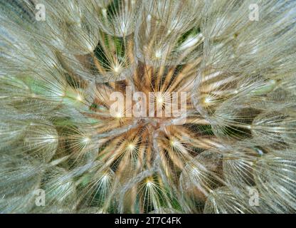 Fruits of the meadow salsify (Tragopogon pratensis) reminiscent of a dandelion, Kaiserstuhl region, Baden-Wuerttemberg, Germany Stock Photo