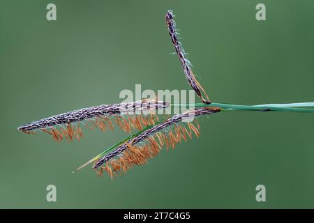 Male flowers of the carnation sedge (Carex panicea), Kaiserstuhl region, Baden-Wuerttemberg, Germany Stock Photo