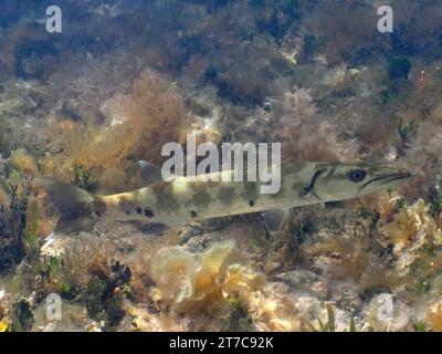 Great Barracuda (Sphyraena barracuda), juvenile, dive site John Pennekamp Coral Reef State Park, Key Largo, Florida Keys, Florida, USA Stock Photo