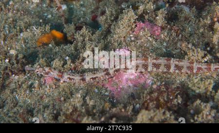 Network pipefish (Corythoichthys flavofasciatus), Sodwana Bay National Park dive site, Maputaland Marine Reserve, KwaZulu Natal, South Africa Stock Photo