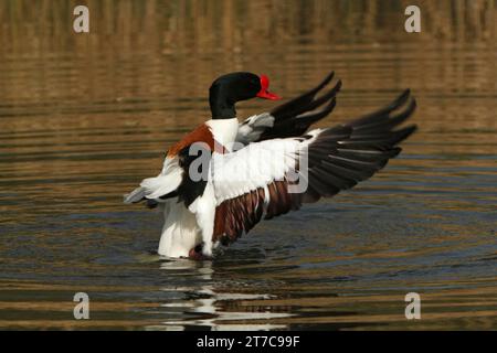 Common shelduck (Tadorna tadorna), drake grooming its feathers in the ...