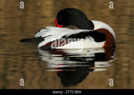 Common shelduck (Tadorna tadorna), drake grooming its feathers in the ...