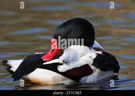 Common shelduck (Tadorna tadorna), drake grooming its feathers in the ...