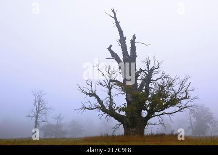 650-year-old oak tree in the fog, old oak tree in the process of dying, drought stress, climate change, water shortage, Middle Elbe Biosphere Stock Photo