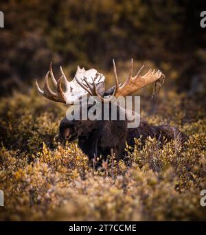 Bull Shiras Moose - alces alces - standing in willows Colorado, USA Stock Photo