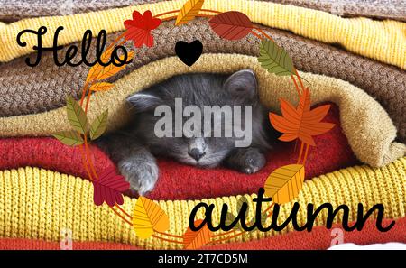 Cute cat lying under warm plaids. Hello, autumn Stock Photo