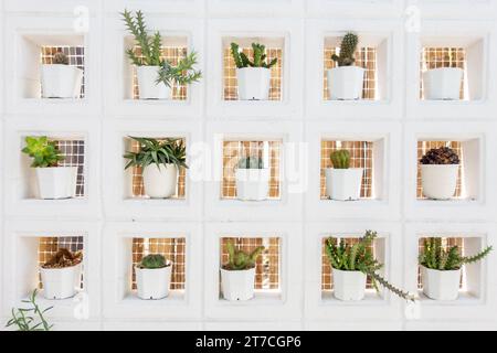 Cactus plants need little water. and has a trunk that does not grow much  can adapt well to the weather Watering only 2-3 times a week, so it's  popular Stock Photo - Alamy