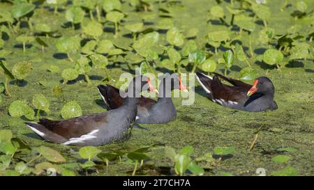 Three Common gallinule birds, Gallinula galeata, swimming in the algae covered water of a pond. Stock Photo