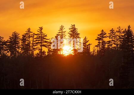 The Sun Setting Behind Silhouetted Pine Trees on Knife Lake in the Boundary Waters Canoe Area in Minnesota Stock Photo