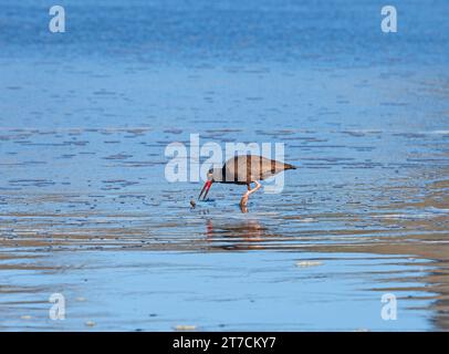 Black Oystercatcher Feeding in the Beach at Trinidad State Beach in California Stock Photo