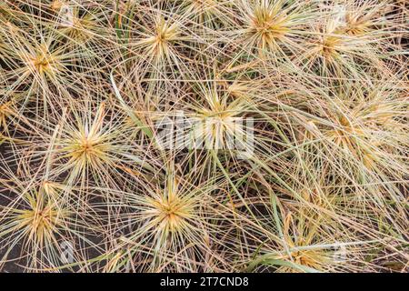 Spinifex grass on sand dune at Piha Beach, New Zealand. Stock Photo