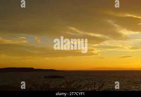 A seagull flying in a cloudy sky, over the sea at sunset, in Attica, Greece Stock Photo