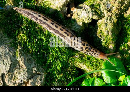 Great grey slug, Leopard slug, Limax maximus in Garden Stock Photo